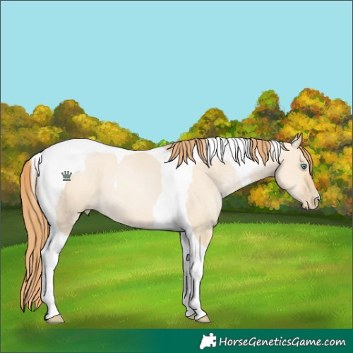 Horse Color:Smoky Grullo Pearl Tobiano 