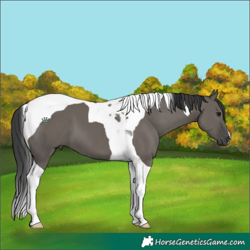 Horse Color:Grullo Tobiano