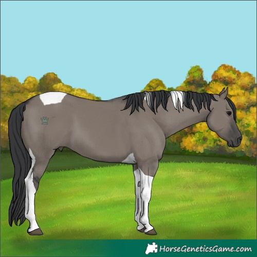 Horse Color:Grullo Tobiano 