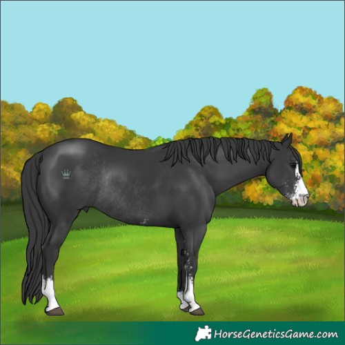 Horse Color:Black Sabino Rabicano 
