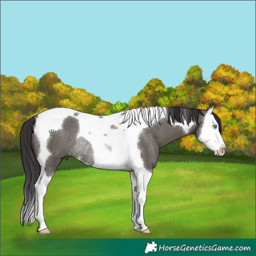 Horse Color:Smoky Grullo Splash Tobiano Rabicano 