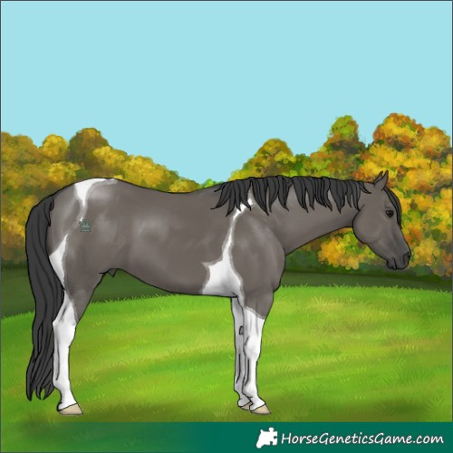 Horse Color:Grullo Tobiano