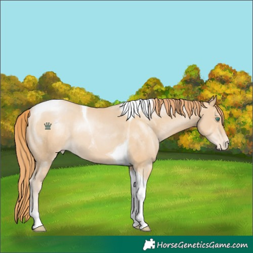 Horse Color:Smoky Black Pearl Tobiano Appaloosa