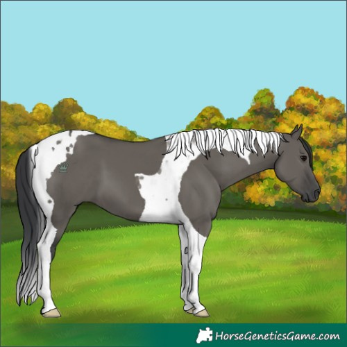 Horse Color:Grullo Tobiano 