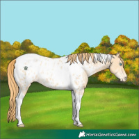 Horse Color:Buckskin Pearl Tobiano Near Leopard 
