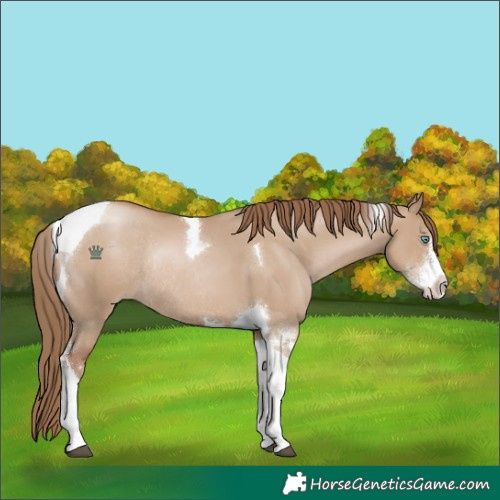Horse Color:Grullo Pearl Sabino Tobiano Rabicano 