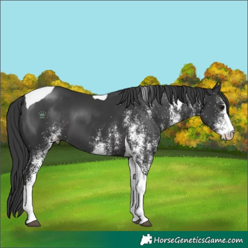 Horse Color:White Spotted Black Tobiano 