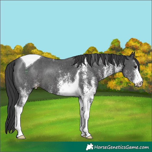 Horse Color:White Spotted Black Tobiano 