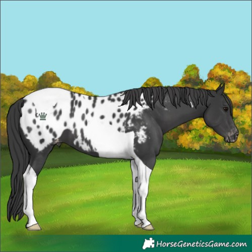 Horse Color:Black Tobiano Appaloosa