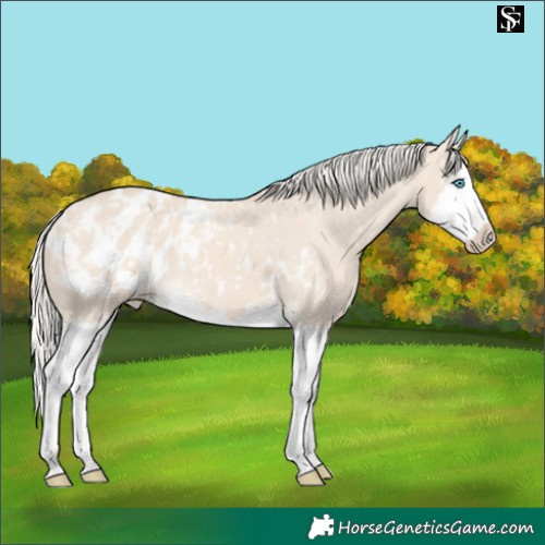 Horse Color:Cremello Splash Near Leopard  and Cremello Splash Blanket 