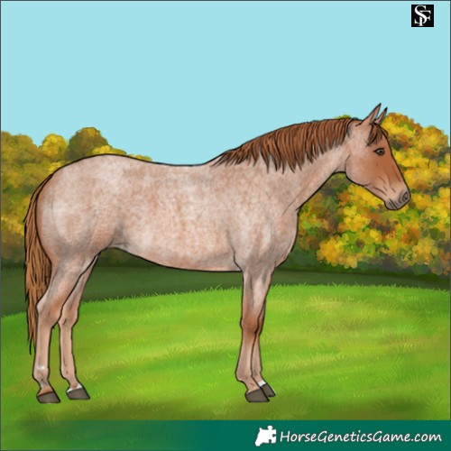 Horse Color:Unknown 