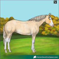 Horse Color:Palomino Roan Splash