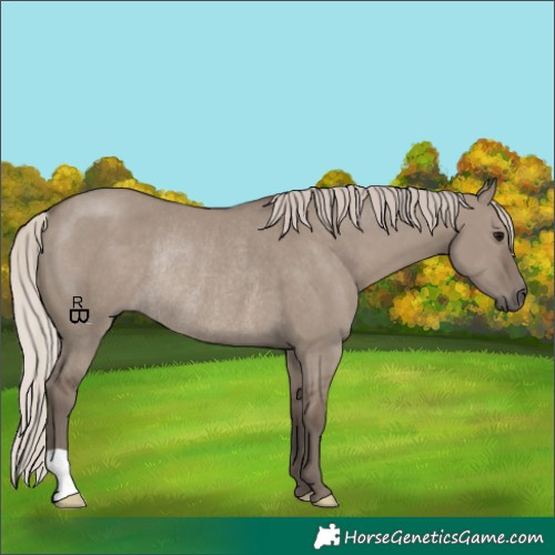 Horse Color:Silver Grullo Rabicano 