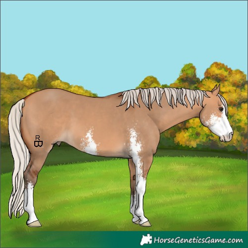 Horse Color:Silver Bay Dun Sabino 