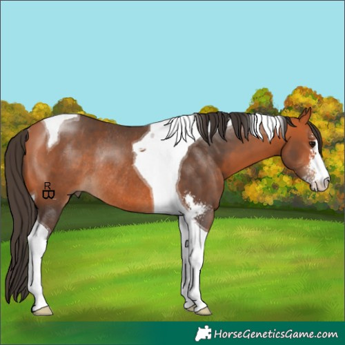 Horse Color:Bay Sabino Tobiano Rabicano 