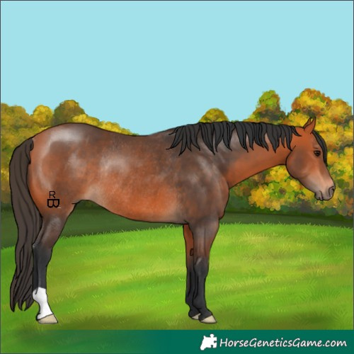 Horse Color:Bay Rabicano 