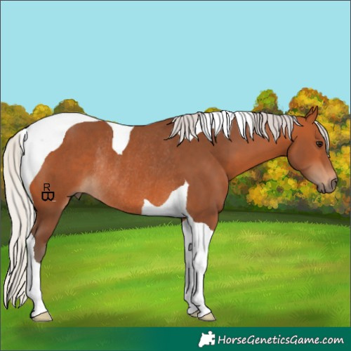 Horse Color:Silver Bay Tobiano Rabicano 