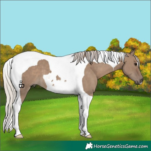 Horse Color:Silver Grullo Tobiano 