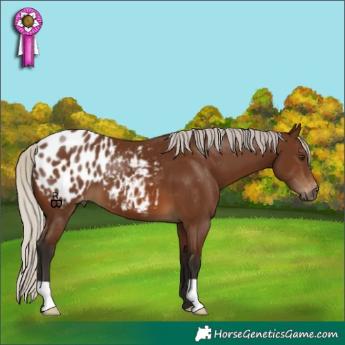 Horse Color:Gray Silver Bay Appaloosa 
