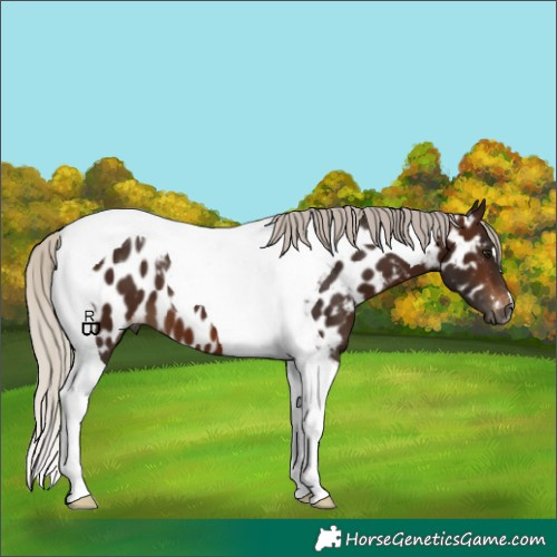 Horse Color:Gray Silver Brown Tobiano Appaloosa 