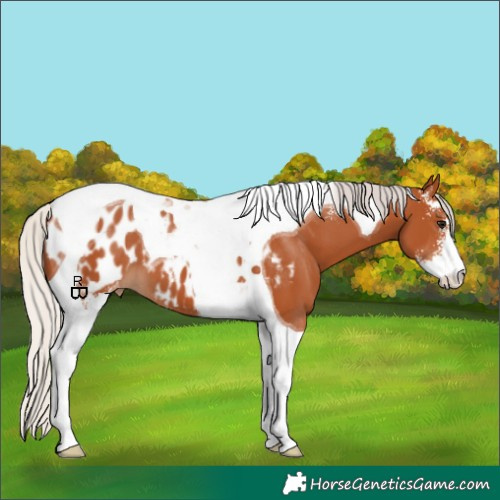 Horse Color:Silver Bay Sabino Tobiano Appaloosa 