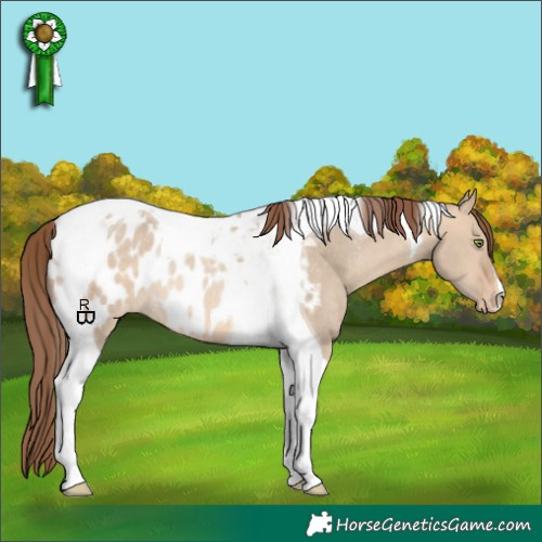 Horse Color:Amber Champagne Dun Tobiano Appaloosa Rabicano 