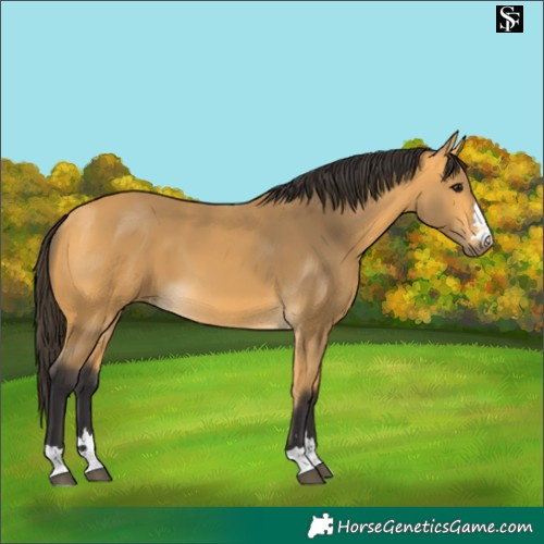 Horse Color:Buckskin 