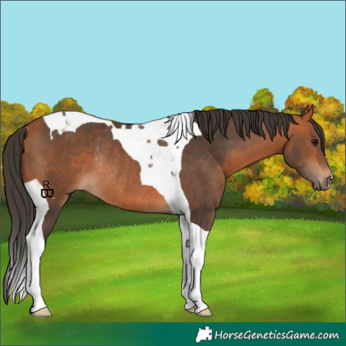 Horse Color:Bay Tobiano Rabicano 