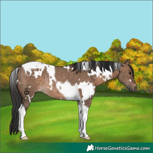 Horse Color:White Spotted Brown Dun Tobiano Rabicano 