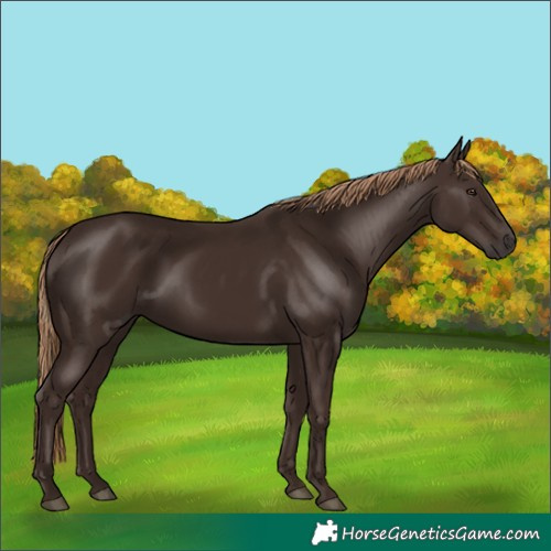 Horse Color:Liver Chestnut Rabicano 