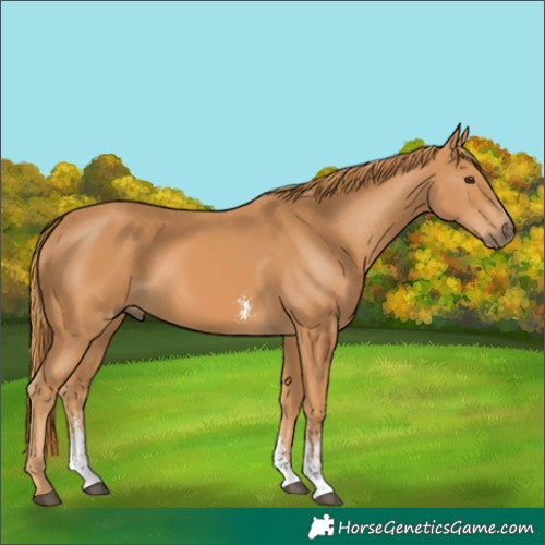 Horse Color:Chestnut Sabino