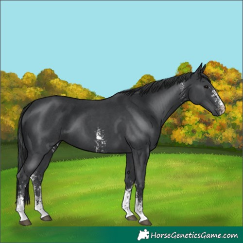 Horse Color:Black Sabino 