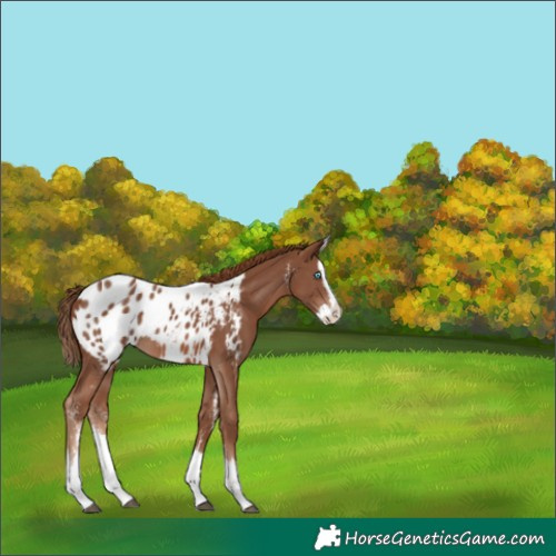 Horse Color:Chestnut Sabino Splash Appaloosa 