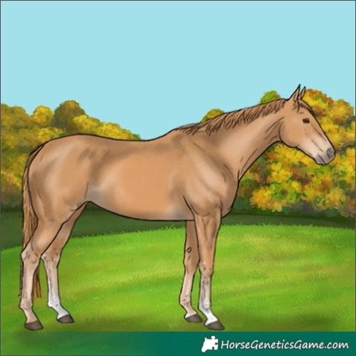 Horse Color:Chestnut Sabino