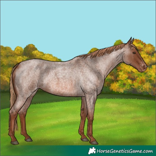 Horse Color:Red Roan Appaloosa 
