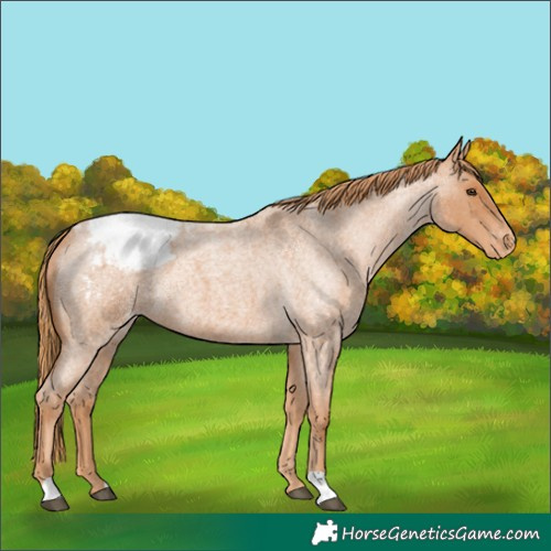 Horse Color:Red Roan Snowcap 