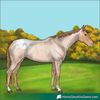 Horse Color:Red Roan Snowcap 
