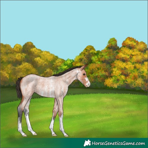 Horse Color:Bay Roan Sabino Appaloosa 