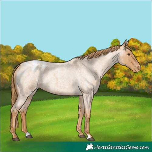 Horse Color:Red Roan Appaloosa 