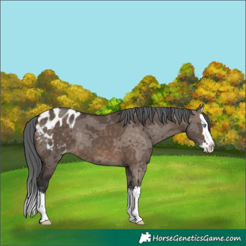 Horse Color:Brown Dun Merle Splash Blanket
