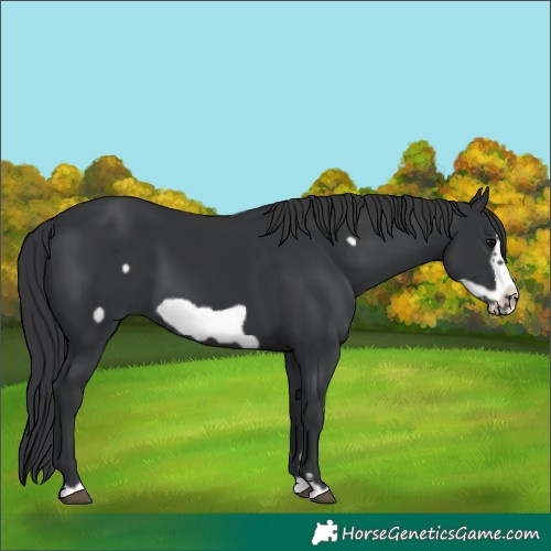 Horse Color:Black Frame 