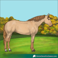 Horse Color:Red Dun 
