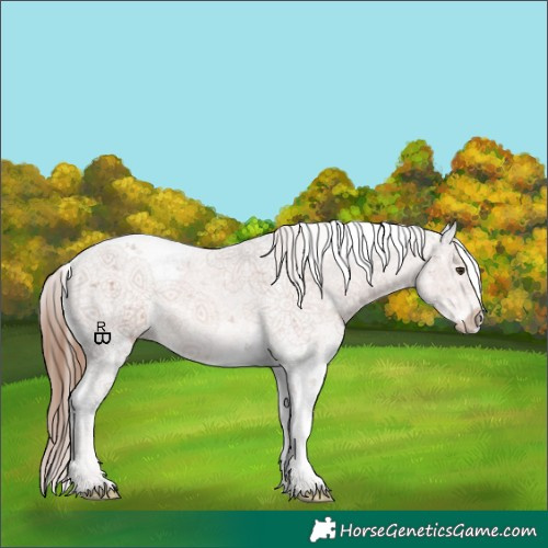 Horse Color:Chestnut Sabino Splash 