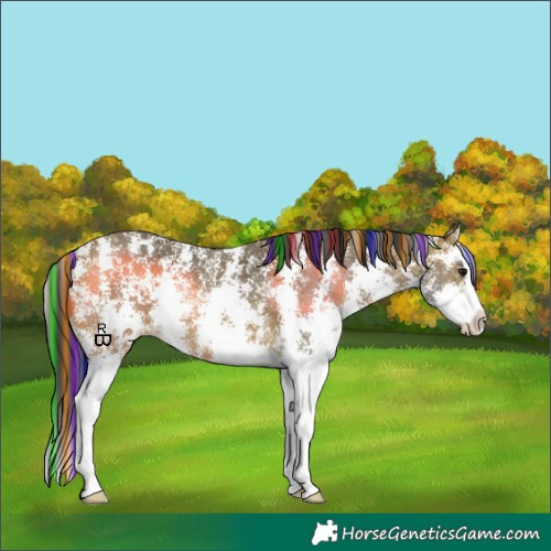 Horse Color:Painted Bay Sabino Splash 