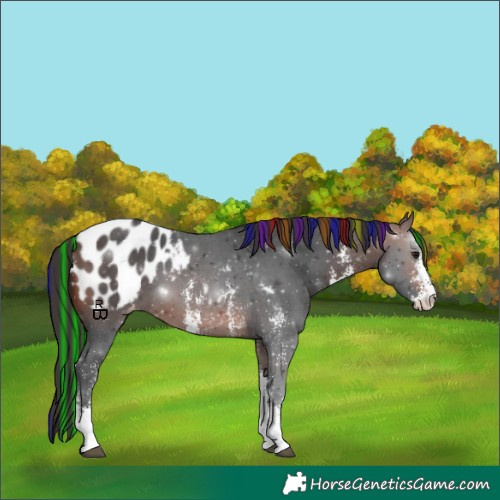 Horse Color:Painted Brown Sabino Appaloosa 