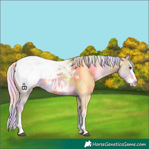 Horse Color:Nacre Palomino Sabino Splash Appaloosa