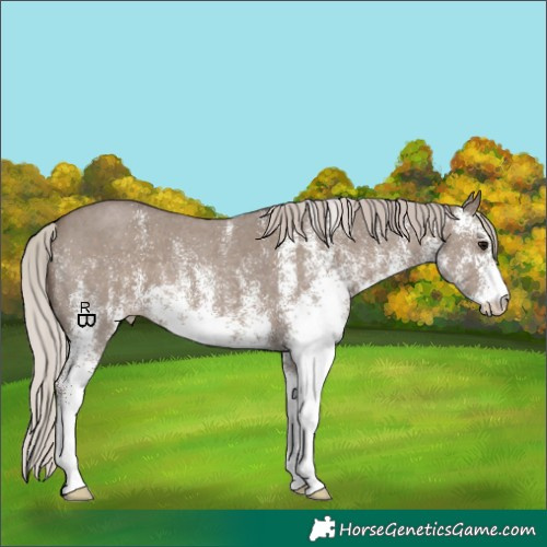 Horse Color:White Spotted Silver Grullo 