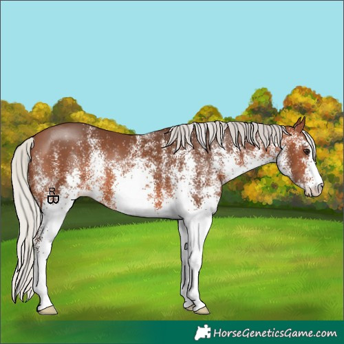 Horse Color:White Spotted Silver Brown