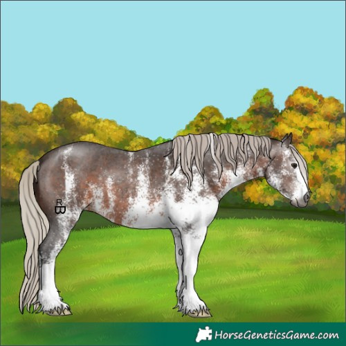 Horse Color:Gray White Spotted Silver Bay 