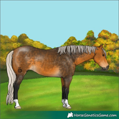 Horse Color:Gray Silver Buckskin 